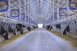 What Is Feed Conversion Ratio (FCR) and Why It Matters for Cattle Operations