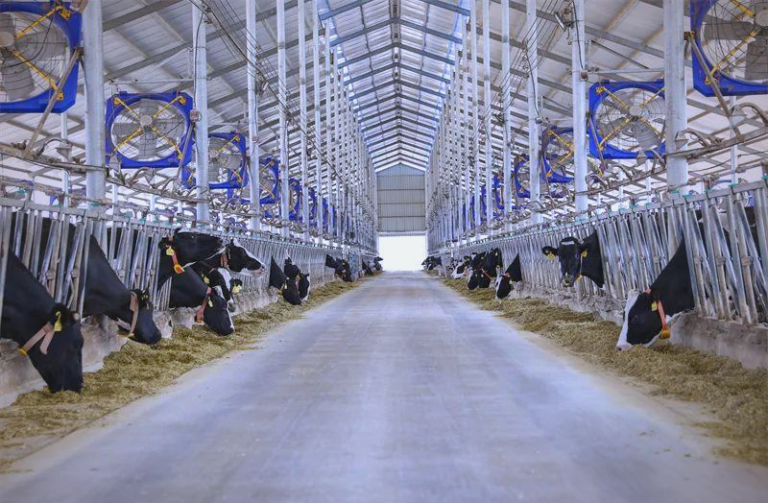 What Is Feed Conversion Ratio (FCR) and Why It Matters for Cattle Operations