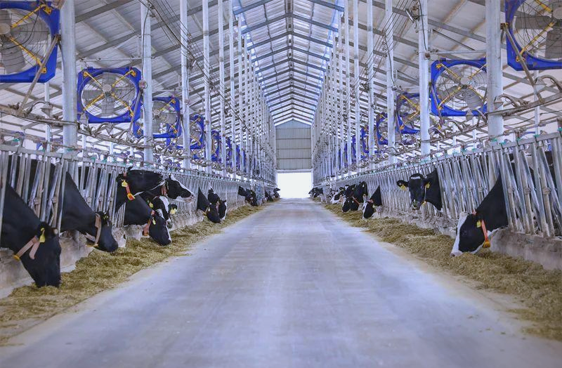 Automatic FCR Testing System for Cattle Feed Efficiency Monitoring