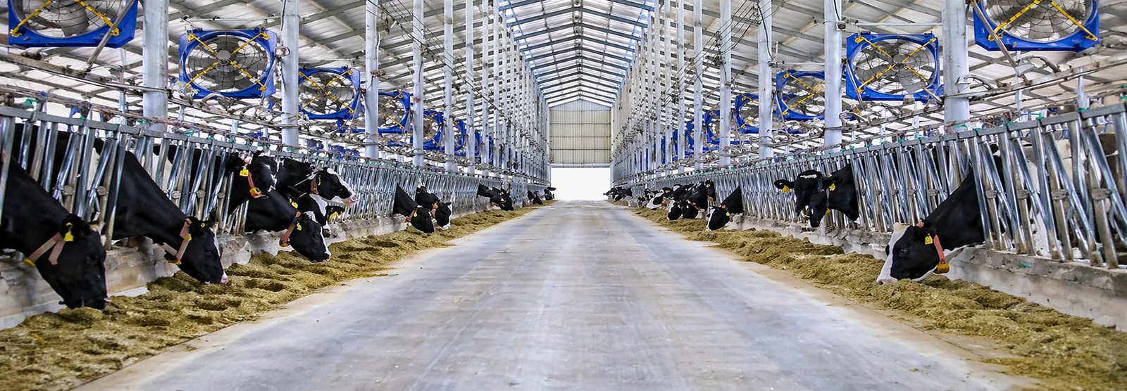 MAXIMIZE FEED EFFICIENCY