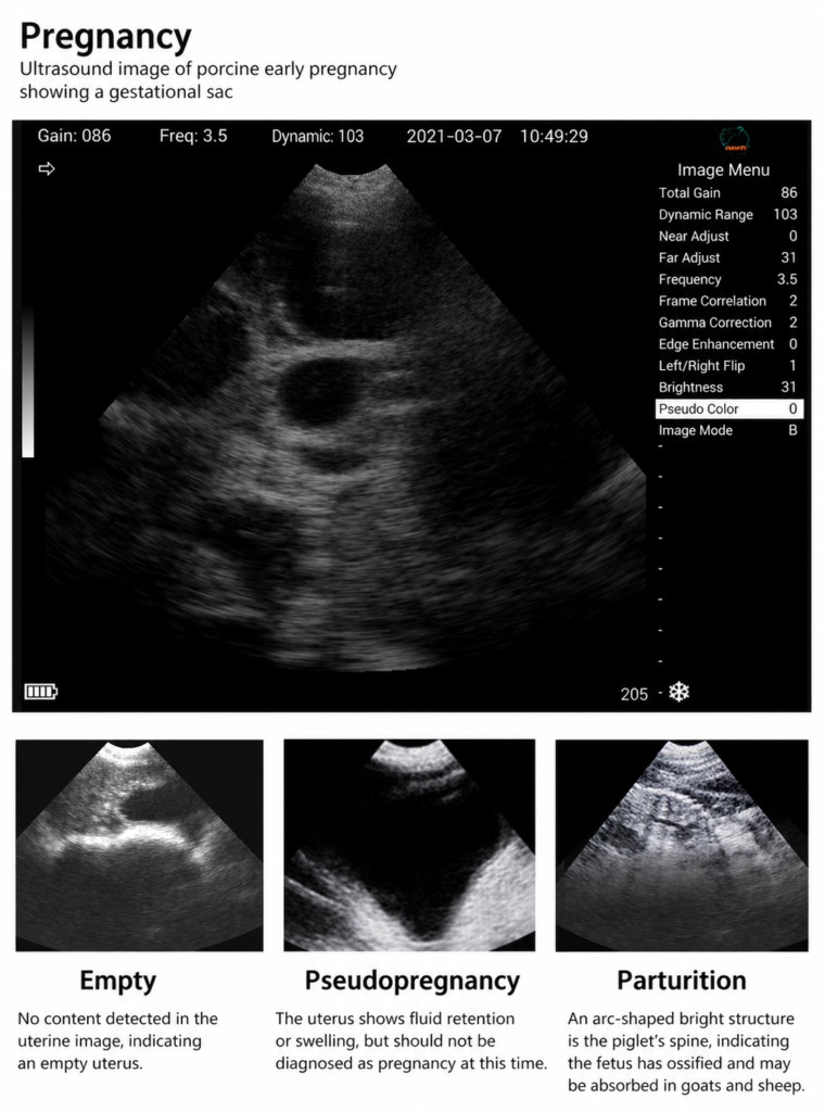 Four ultrasound images showing cattle pregnancy progression from 28-day gestational sac to 35-day embryo to 45-day placentomes to 60-day fetus