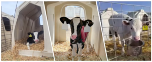 Calf Hutch with Galvanized Fence and Feeding Bucket