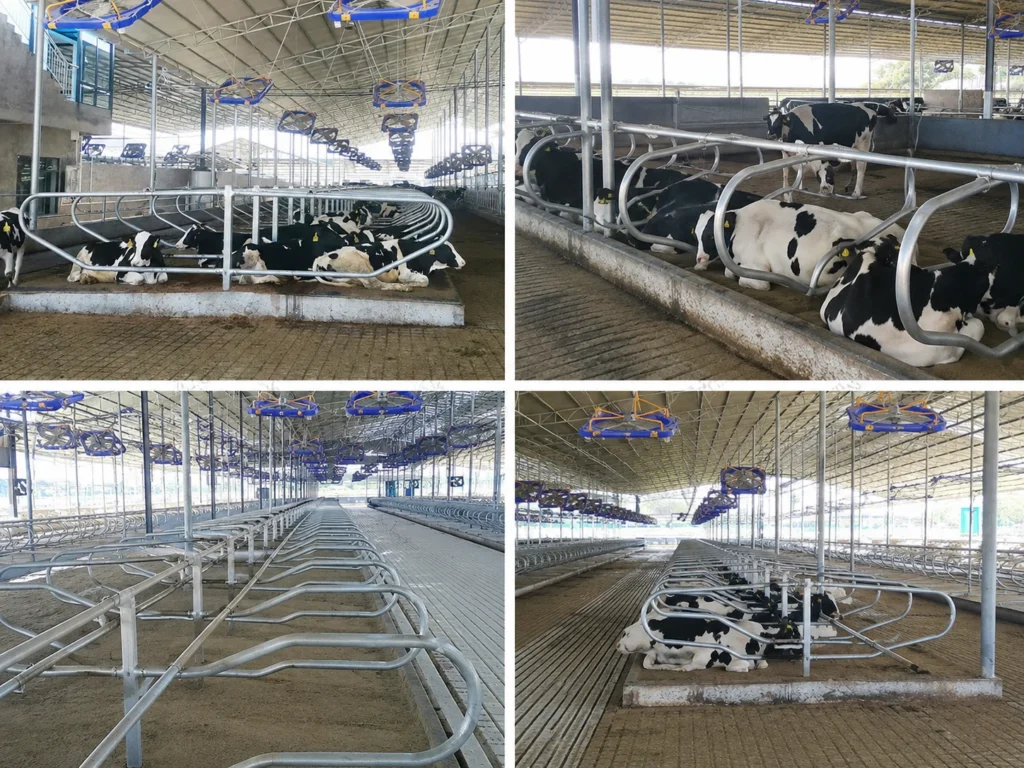 Cow cubicles installed in dairy freestall barn for cow comfort and organized resting areas