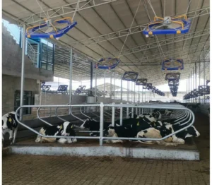 Cow Cubicles and Freestall Loops for Dairy Barns