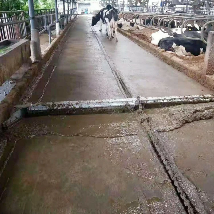 Automatic Manure Scraper System for Cattle Barns
